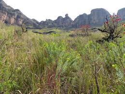 Image result for Euphorbia epicyparissias