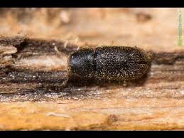 Videotuto La Petite Vrillette Un Insecte Xylophage Des Maisons Insecte Maisons Petite Vrillette Xylophage Htt Insectes Xylophages Insectes Un Insecte