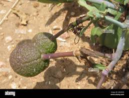 Image result for Maerua juncea