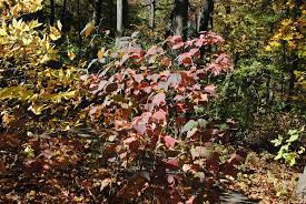 Fall fiesta® sugar maple is a bailey's nursery cultivar selected in 1987. Photo Of The Fall Color Of Mapleleaf Viburnum Viburnum Acerifolium Posted By Ilparw Garden Org