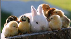 Baby rabbit easter and babies pastel bunny rabbits and spring rabbit baby baby rabbits easter, baby baby with bunny ears cute baby bunny baby easter. Baby Bunny Wallpapers Top Free Baby Bunny Backgrounds Wallpaperaccess
