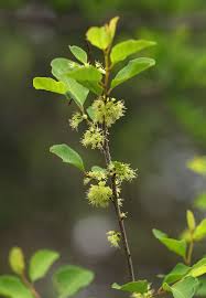 Image result for Flueggea virosa