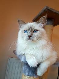 Luigi Birman Cat Lilac Point Petit Chat Chat Chaton