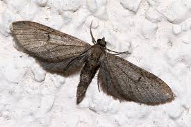 Image result for Eupithecia lanceata