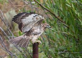 We did not find results for: Immature Red Tailed Hawk With A Rodent Feathered Photography