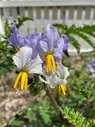 Image result for Solanum torreanum