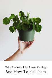 Pin On Pilea Care Share