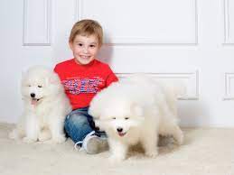 Did you know that puppies are born blind and deaf? The Best And Worst Puppies For Kids Simply For Dogs