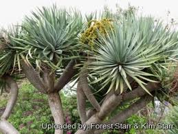 Image result for Dracaenaceae