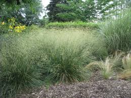Image result for Deschampsia