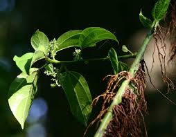 Image result for Scepocarpus