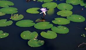 Image result for Nymphaea nouchali