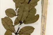 Image result for Cassipourea congoensis
