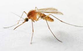 If mosquitoes swarm around your house, treat. Mosquitoes Insect Facts Adams