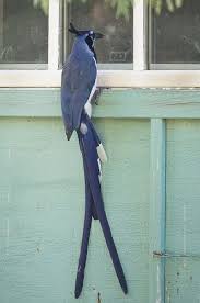 Black And White Birds In California Ca Bird Photos Birds Of California Bird Photo Beautiful Birds Wild Birds