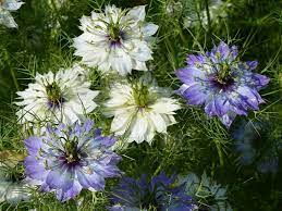 Nigella Damascena Love In A Mist Is An Annual Garden Flowering Plant Up To 20 Inches 50 Cm Tall With Pinn Planting Flowers Plants Indoor Flowering Plants