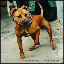 Pin Op American Pit Bull Terrier Apbt Game Dog Working Pitbull Conditioned Apbt Pitbull Bull Dogs Pitbull Dog Red Nose Adba
