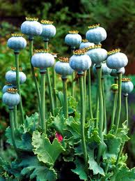 Poppy Seeds How To Grow Poppies From Seed Growing Poppies Poppy Seed Pods Growing Poppy Seeds