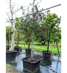 Image result for Pithecellobium