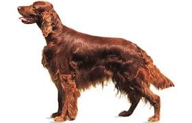 This breed is highly ancient and was bred to guard goat and sheep in the farmlands. Long Haired Dogs Small Big Medium White Black Breeds List Pictures Petaddon