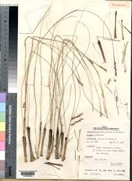 Image result for Rhytachne rottboellioides