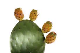 Prickly pear cactus represent about a dozen species of the opuntia genus (family cactaceae) in the north american deserts. Prickly Pear Cactus Close Up 02477cs U Dieter Heinemann Westend61