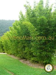 For hedging, the sasanqua is the preferred choice with its faster growing habit, smaller leaves and better sun tolerance. Bamboo Plants For Hedging Fence Screening Bambooman