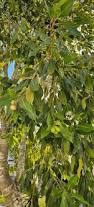 Image result for Cordia mukuensis