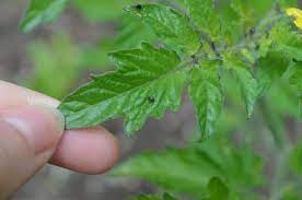 If the leaves of your plant have brown or black patches, holes, chewed edges or what it looks like: Tiny Black Flies On Tomato Plants Cromalinsupport