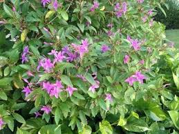 Image result for Eranthemum laxiflorum