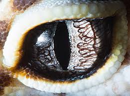 Maybe you would like to learn more about one of these? Stunning Macro Photographs Of Animal Eyes Petapixel