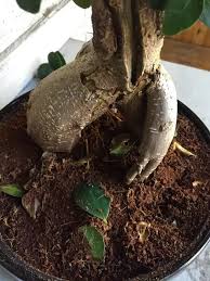 Wie Pflege Ich Bonsai Ficus Microcarpa Ginseng Quora In 2020 Chinesische Feige Bonsai Ficus Ficus