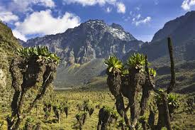 The ruwenzori, also spelled rwenzori and rwenjura, are a range of mountains in eastern equatorial africa, located on the border between uganda and the democratic … Rwenzori Mountains National Park Uganda Hiking Tours