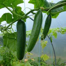Cucumis sativus (Cucumber, Cucumbers, Garden Cucumber, Garden Cucumbers,  Gherkin, Gherkins, Immature Cucumbers) | North Carolina Extension Gardener  Plant Toolbox