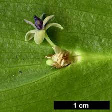 Maybe you would like to learn more about one of these? Ruskus Fotos Tipos Cuidado Riego Reproduccion Una Planta Perenne De Hoja Perenne De La Familia Sparazhevy O Lily Player Ruscus