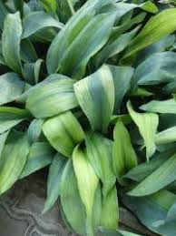 Image result for Kořenokvětka Aspidistra