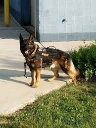 k9 ace sporting his training vest k9 police dogs police dogs military dogs
