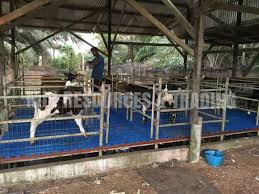 Check spelling or type a new query. Mih Goat Farm Posts Facebook