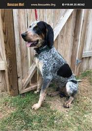 Vip puppies works with responsible dog breeders across the united states. Rescue Me Bluetick Coonhound Rescue Home Facebook