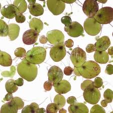 Image result for Spirodela polyrrhiza