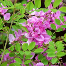 Image result for Indigofera kirkii