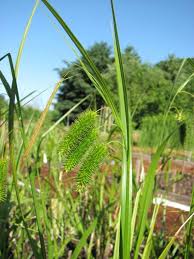 Image result for Cyperus pseudoleptocladus