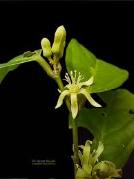 Image result for Leptonychia