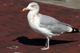 Image result for seagull