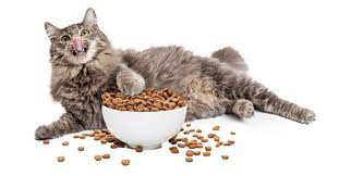 Let's use the rule of paw calculation. How To Put A Fat Cat On A Safe Diet All About Your Cat S Nutrition