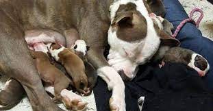 J'ai rêvé qu'une femme accouchait, autour d'elle plein d'hommes, mais pas de médecin. Une Chienne Enceinte Confie Ses 11 Bebes A La Femme Qui L A Recueillie
