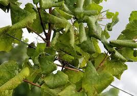 Image result for Grapevine leafroll virus