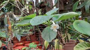 They are more cold tolerant than episcias (from peru to costa rica, and brazil) but generally go dormant during winter. Pirate S Playground Alsobia Punctata