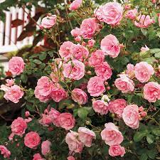 Check spelling or type a new query. Shrub Roses