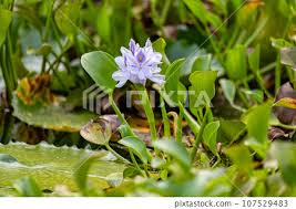 Image result for Pontederia crassipes